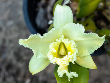 Close-up of yellow flowering plant