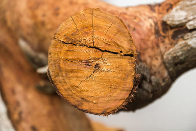 Close-up of log on tree trunk in forest