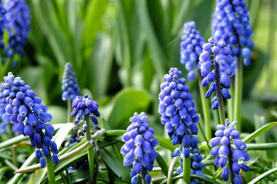 Close-up of purple flowering plants