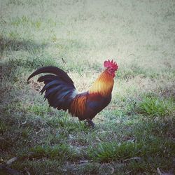 Close-up of rooster on field