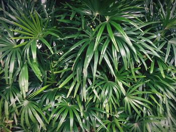 Full frame shot of plants