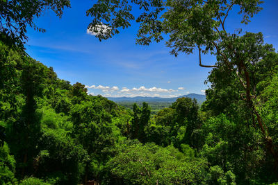 Low angle view of trees against clear sky