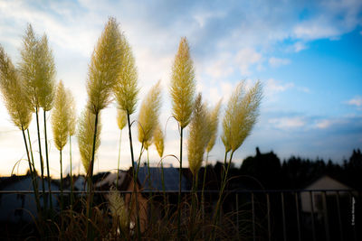 Panoramic shot of trees on field against sky