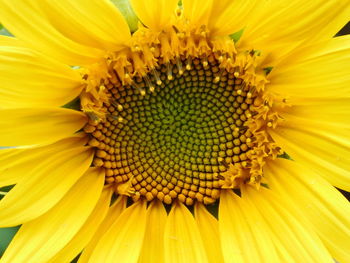 Close-up of yellow sunflower