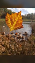 Close-up of dry maple leaf