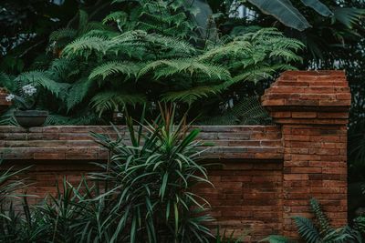 View of palm trees and plants