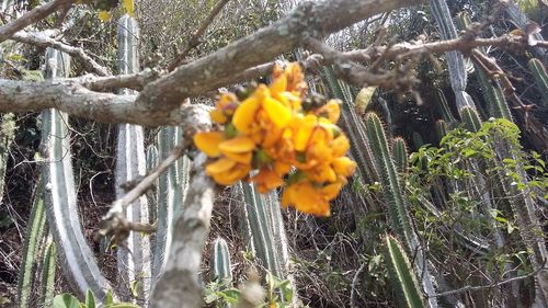 Close-up of yellow flower