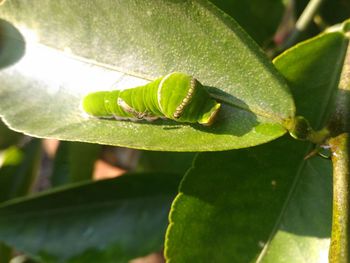 High angle view of fresh green leaf