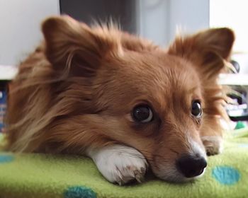 Close-up portrait of dog relaxing at home
