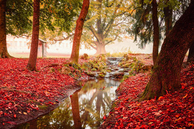 Trees by lake during autumn