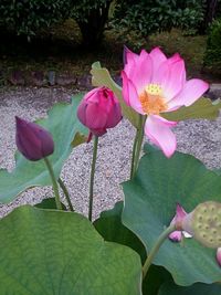 Close-up of pink flower