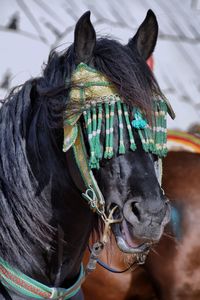 Close-up of a horse