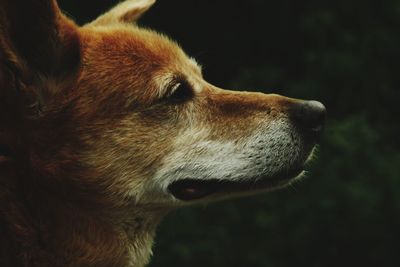 Close-up of dog looking away