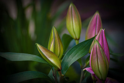 Close-up of plant