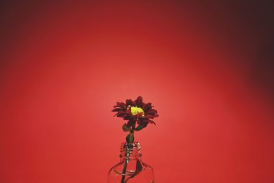 Close-up of red rose against orange wall