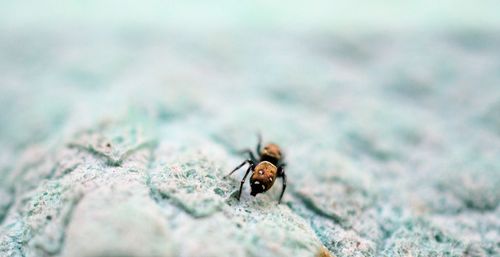 Close-up of bee