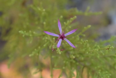 Close-up of purple flower on field