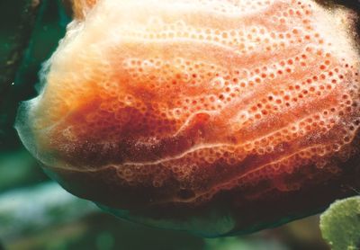 Close-up of a slice in sea