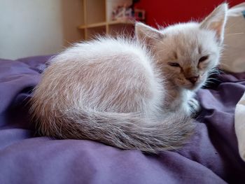 Close-up of kitten relaxing on bed at home