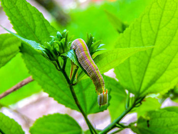 Close-up of caterpillar on plant