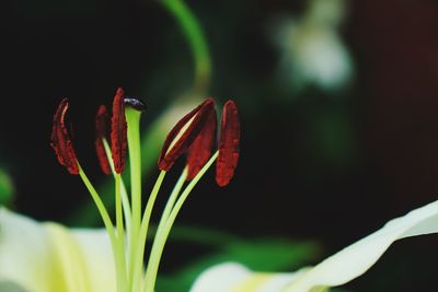 Extreme close-up of flower