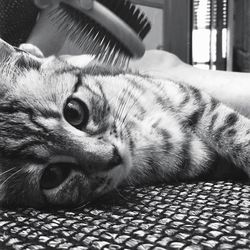 Close-up of cat resting on tiled floor