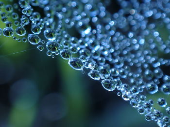 Close-up of water drops on spider web