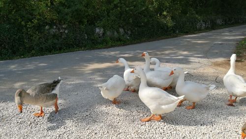 High angle view of birds on road