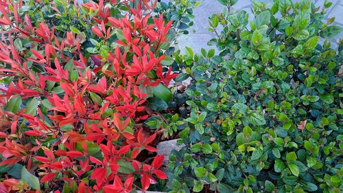 Close-up of red leaves on tree