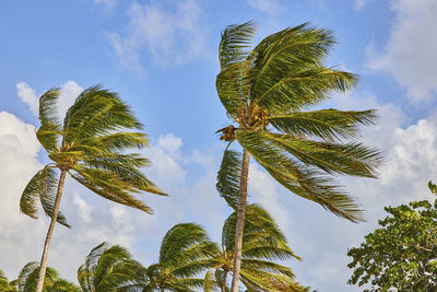 Low angle view of palm tree against sky