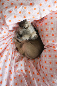 High angle view of cat sleeping on bed