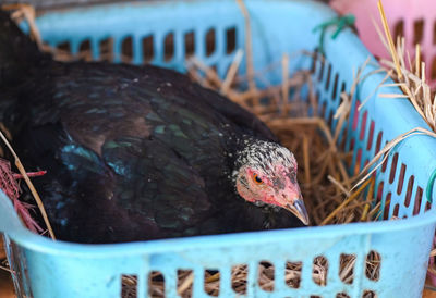 Close-up of bird