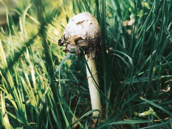 Close-up of mushroom growing on field