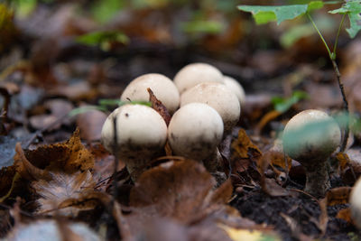 Mushrooms in a lithuanian forest in autumn