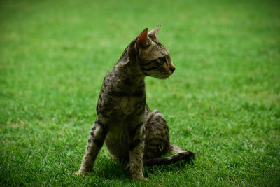 Cat sitting on a field