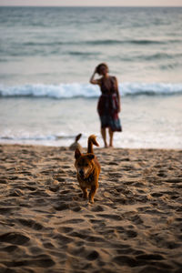 Full length of a dog on beach