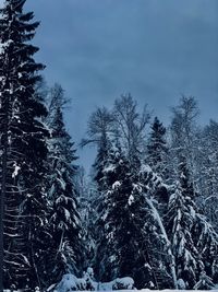 Pine trees in forest during winter against sky