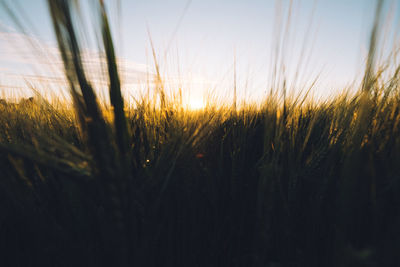 Close-up of wheat field against sky at sunset