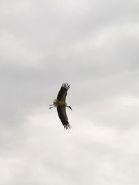 Low angle view of eagle flying in sky