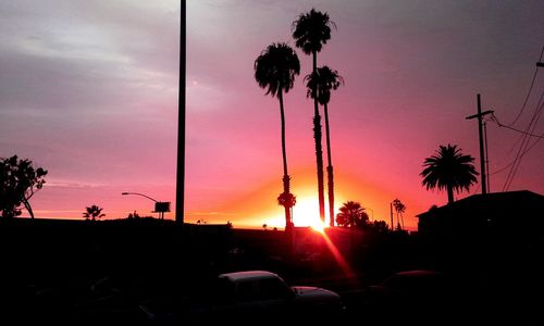 Palm trees at sunset