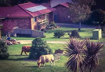 Horses in a field