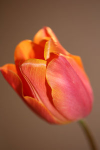 Close-up of orange rose flower