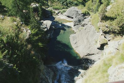 High angle view of horse on tree