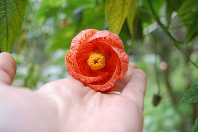 Close-up of hand holding flower