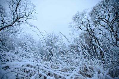 Snow covered landscape