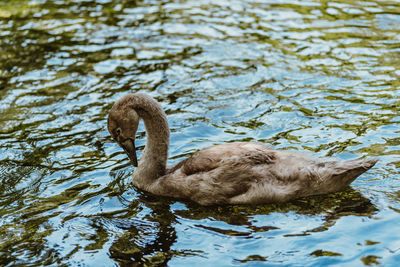 Swan swimming in lake