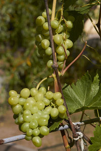 Close-up of grapes growing in vineyard