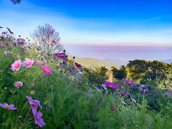 Pink flowering plants on field against sky