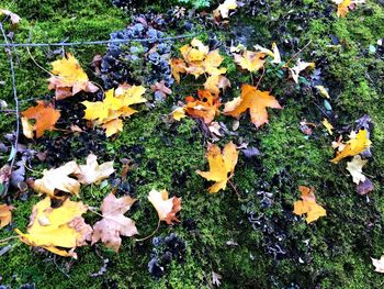 High angle view of maple leaves on field