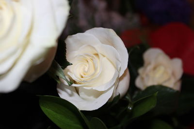 Close-up of white rose